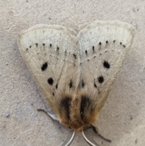 Anthela ocellata at Molonglo Valley, ACT - 5 Feb 2022