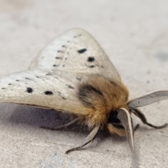 Anthela ocellata at Molonglo Valley, ACT - 5 Feb 2022 11:27 AM