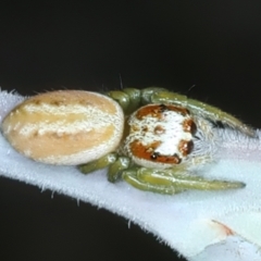 Opisthoncus abnormis (Long-legged Jumper) at Bango Nature Reserve - 3 Feb 2022 by jbromilow50