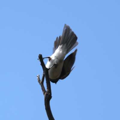 Myiagra rubecula (Leaden Flycatcher) at Bango Nature Reserve - 2 Feb 2022 by jbromilow50
