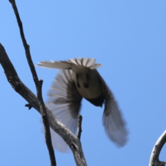 Myiagra rubecula at Bango, NSW - 3 Feb 2022 10:36 AM