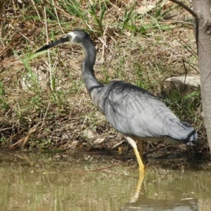 Egretta novaehollandiae at Crooked Corner, NSW - 4 Feb 2022