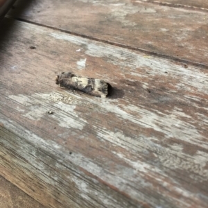 Agrotis (genus) at Rivett, ACT - 5 Feb 2022