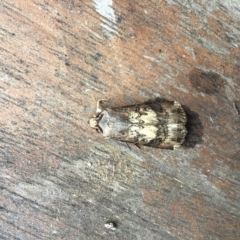 Agrotis (genus) at Rivett, ACT - 5 Feb 2022