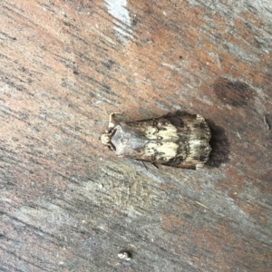 Agrotis (genus) at Rivett, ACT - 5 Feb 2022