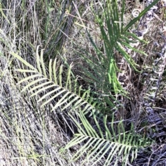 Pteris vittata (Chinese Brake, Ladder Brake) at Beecroft Peninsula, NSW - 4 Feb 2022 by plants