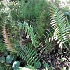 Telmatoblechnum indicum (Bungwall, Swampwater Fern) at Currarong, NSW - 4 Feb 2022 by plants