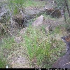 Wallabia bicolor (Swamp Wallaby) at Tralee, NSW - 25 Jan 2022 by Roman