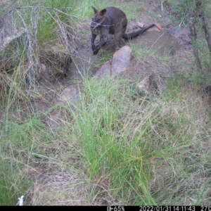 Osphranter robustus robustus at Tralee, NSW - 31 Jan 2022