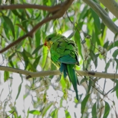 Polytelis swainsonii (Superb Parrot) at Deakin, ACT - 5 Feb 2022 by Kenp12