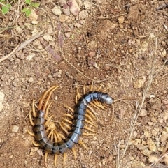 Cormocephalus aurantiipes (Orange-legged Centipede) at Molonglo Valley, ACT - 5 Feb 2022 by tpreston