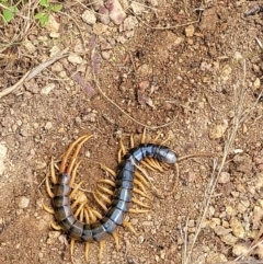 Cormocephalus aurantiipes (Orange-legged Centipede) at Molonglo Valley, ACT - 5 Feb 2022 by trevorpreston
