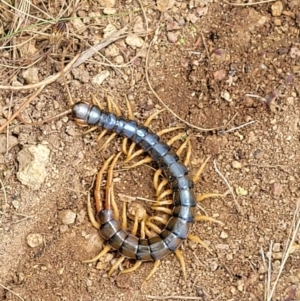 Cormocephalus aurantiipes at Molonglo Valley, ACT - 5 Feb 2022 12:27 PM