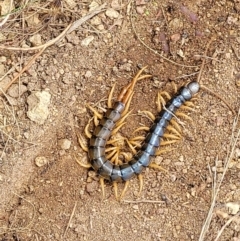 Cormocephalus aurantiipes at Molonglo Valley, ACT - 5 Feb 2022 12:27 PM