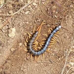 Cormocephalus aurantiipes at Molonglo Valley, ACT - 5 Feb 2022 12:27 PM