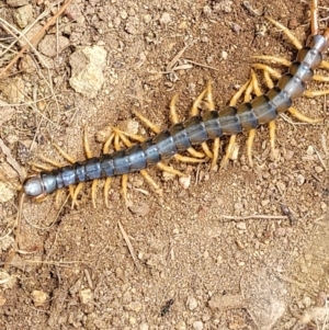 Cormocephalus aurantiipes at Molonglo Valley, ACT - 5 Feb 2022 12:27 PM