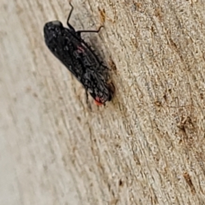 Achilidae sp. (family) at Molonglo Valley, ACT - 5 Feb 2022 12:25 PM