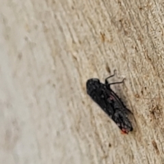 Achilidae sp. (family) at Molonglo Valley, ACT - 5 Feb 2022 12:25 PM