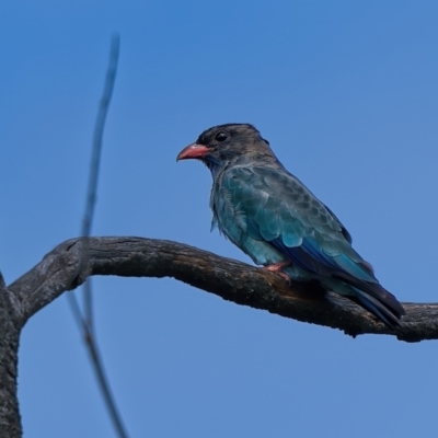 Eurystomus orientalis (Dollarbird) at Stromlo, ACT - 4 Feb 2022 by Kenp12