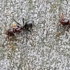 Iridomyrmex rufoniger (Tufted Tyrant Ant) at Molonglo Valley, ACT - 5 Feb 2022 by tpreston