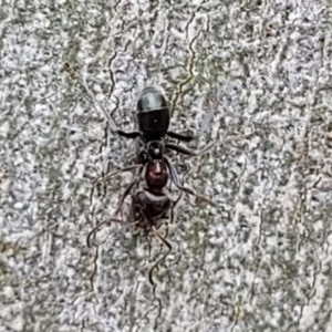 Iridomyrmex rufoniger at Molonglo Valley, ACT - 5 Feb 2022