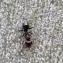 Iridomyrmex rufoniger at Molonglo Valley, ACT - 5 Feb 2022