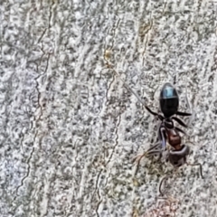 Iridomyrmex rufoniger at Molonglo Valley, ACT - 5 Feb 2022