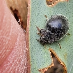 Coccinellidae (family) (Unidentified lady beetle) at Molonglo Valley, ACT - 5 Feb 2022 by tpreston