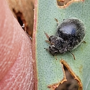 Coccinellidae (family) at Molonglo Valley, ACT - 5 Feb 2022 12:22 PM