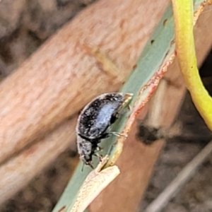 Coccinellidae (family) at Molonglo Valley, ACT - 5 Feb 2022