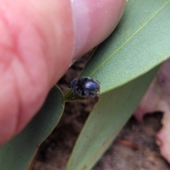 Coccinellidae (family) at Molonglo Valley, ACT - 5 Feb 2022