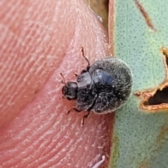 Coccinellidae (family) at Molonglo Valley, ACT - 5 Feb 2022 12:22 PM