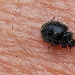 Coccinellidae (family) at Molonglo Valley, ACT - 5 Feb 2022