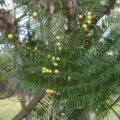 Austroacacidiplosis botrycephalae (A Gall Midge) at Woodstock Nature Reserve - 4 Feb 2022 by GirtsO