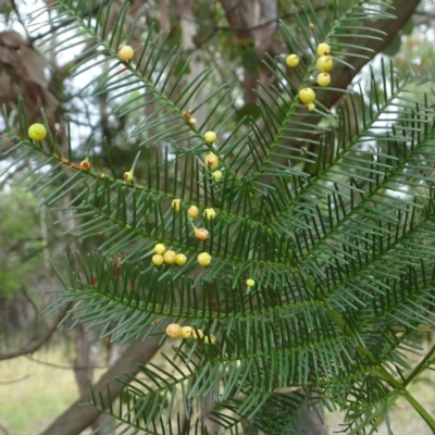 Austroacacidiplosis botrycephalae (A Gall Midge) at Coree, ACT - 4 Feb 2022 by GirtsO