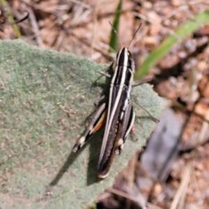 Macrotona australis at Molonglo Valley, ACT - 5 Feb 2022