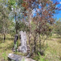 Prunus cerasifera at Stromlo, ACT - 5 Feb 2022