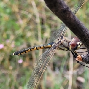 Hemicordulia tau at Stromlo, ACT - 5 Feb 2022 12:05 PM