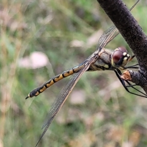 Hemicordulia tau at Stromlo, ACT - 5 Feb 2022 12:05 PM