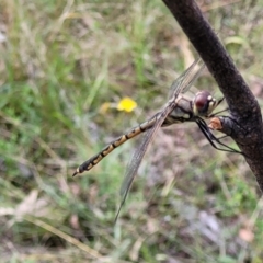 Hemicordulia tau at Stromlo, ACT - 5 Feb 2022 12:05 PM