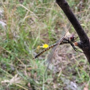 Hemicordulia tau at Stromlo, ACT - 5 Feb 2022 12:05 PM