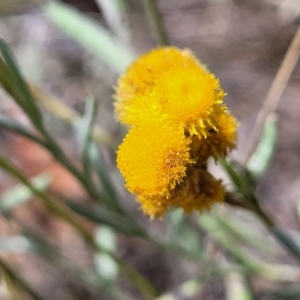 Chrysocephalum apiculatum at Stromlo, ACT - 5 Feb 2022