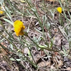 Chrysocephalum apiculatum at Stromlo, ACT - 5 Feb 2022