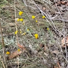 Chrysocephalum apiculatum at Stromlo, ACT - 5 Feb 2022