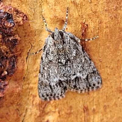 Spectrotrota fimbrialis (A Pyralid moth) at Stromlo, ACT - 5 Feb 2022 by tpreston