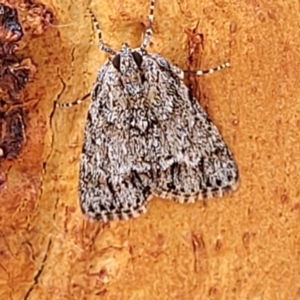 Spectrotrota fimbrialis at Stromlo, ACT - 5 Feb 2022