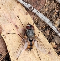 Prosena sp. (genus) (A bristle fly) at Stromlo, ACT - 5 Feb 2022 by trevorpreston