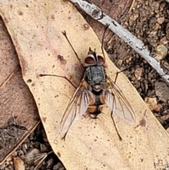 Prosena sp. (genus) at Stromlo, ACT - 5 Feb 2022