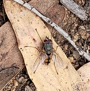 Prosena sp. (genus) at Stromlo, ACT - 5 Feb 2022