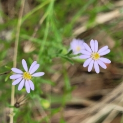 Vittadinia cuneata var. cuneata (Fuzzy New Holland Daisy) at Stromlo, ACT - 5 Feb 2022 by tpreston